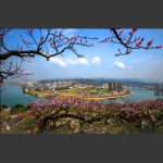 城市花海
