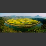 春色满园