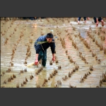 抓鱼 5