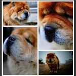 狗狗