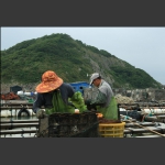 鲍鱼养殖基地