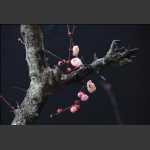 红梅花儿开