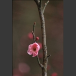 红梅花儿开