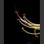 花芯