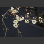 寒梅花儿开