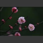 红梅花儿开