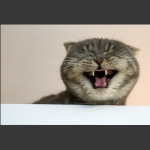 猫咪大笑