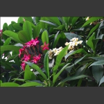 鸡蛋花