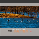 念湖黑颈鹤