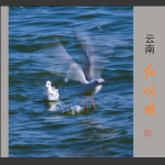 红嘴鸥