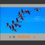 黑颈鹤