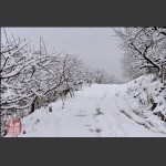 雪  韵
