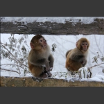 又下雪了