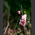 梅花迎春