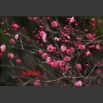 红梅迎春