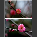 梅花香自苦寒来