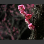 梅花