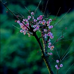 一树梅花点点香