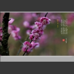 三月梅花开