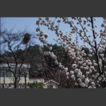 樱花如雪