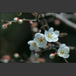 白梅（一）