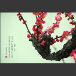 红梅迎春