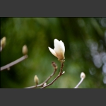 萌