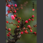 红梅迎春