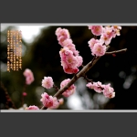 春暖花开