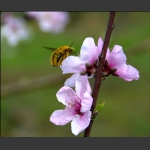 蜂恋花