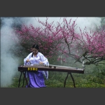 琴-花
