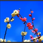 梅花未谢桃花开，早春诗意入画来4