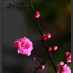 梅花末谢桃花开，早春诗意入画来2