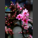 梅花末谢桃花开，早春诗意入画来。1