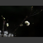 梅花未谢桃花开，早春诗意入画来3