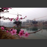 澧水河边春天来（三）