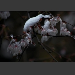 雪韵