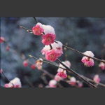 三月雪梅
