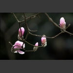 红玉兰