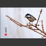 花鸟报春