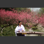 琴与梅