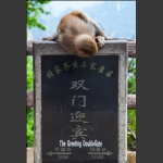 迷路的猴子