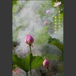 荷