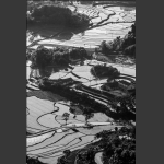 家园