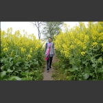油菜花香游人来