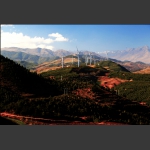 高原红11