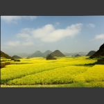 罗平油菜－2