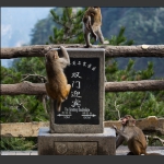 猴们迎宾