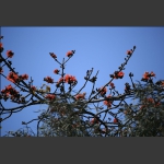 花开满枝头