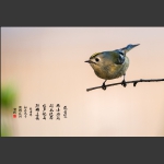 戴菊